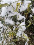 雪景图片