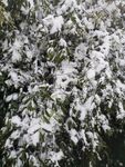 雪景图片