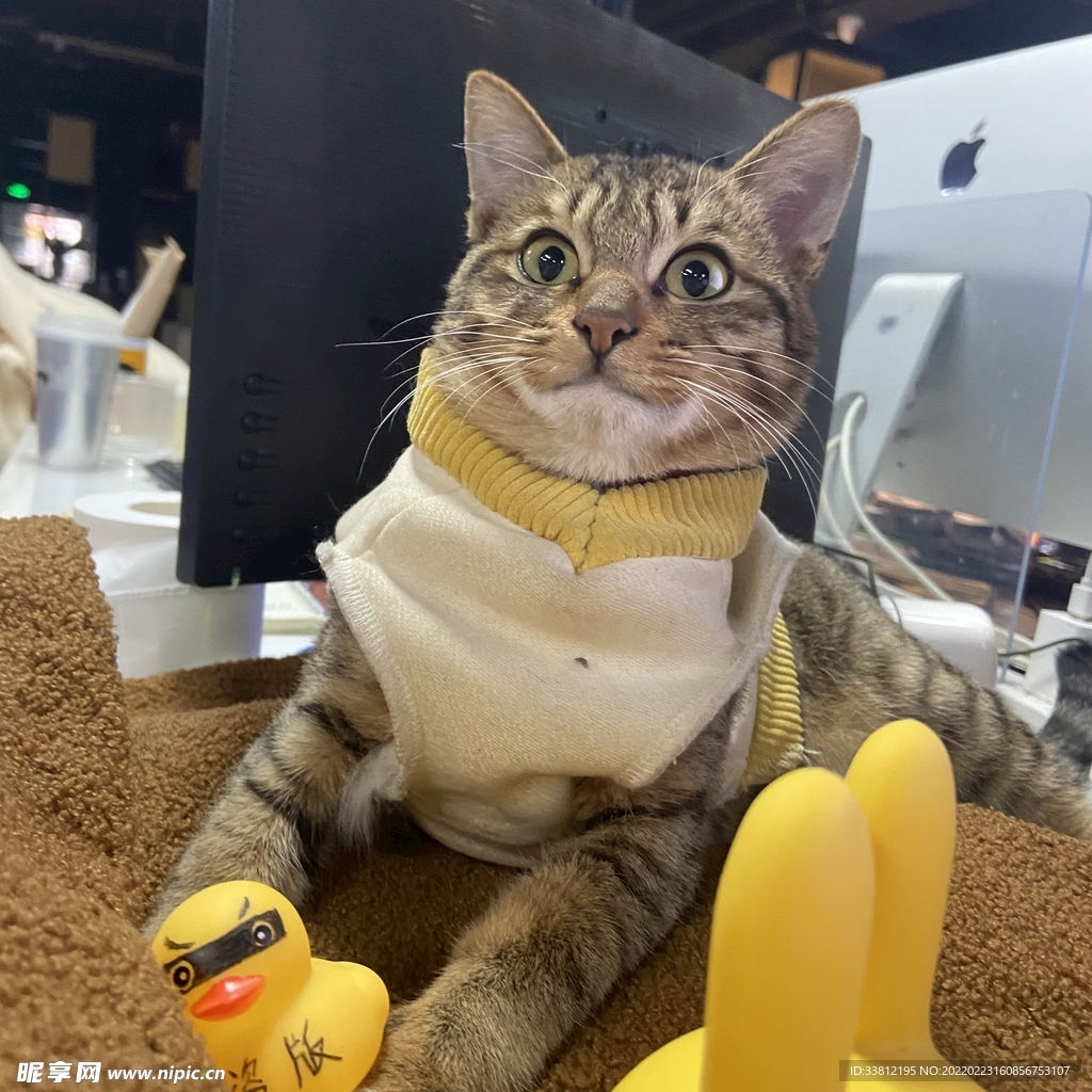 猫咪自拍