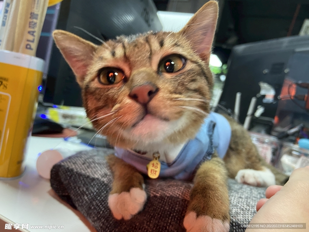 猫咪微笑