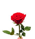 玫瑰花  