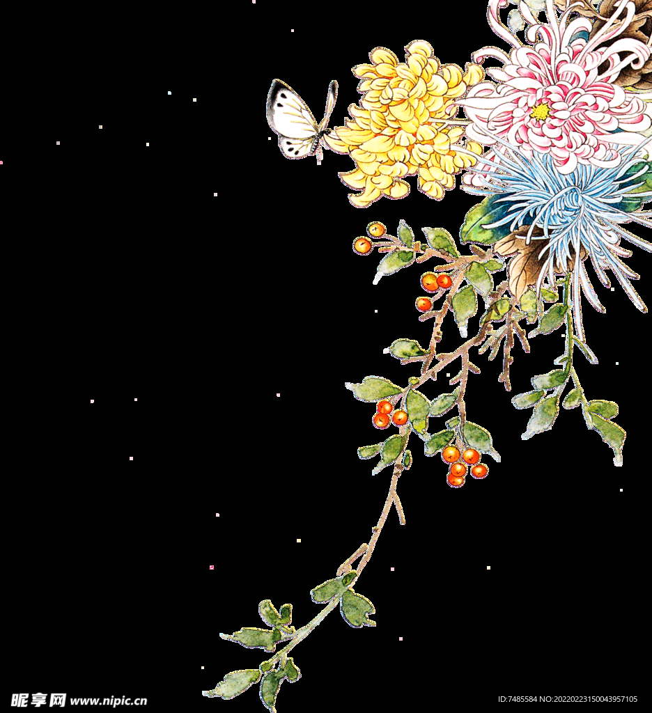 菊花
