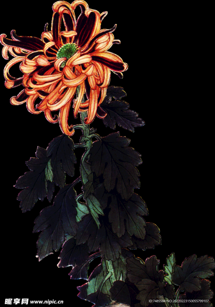 菊花