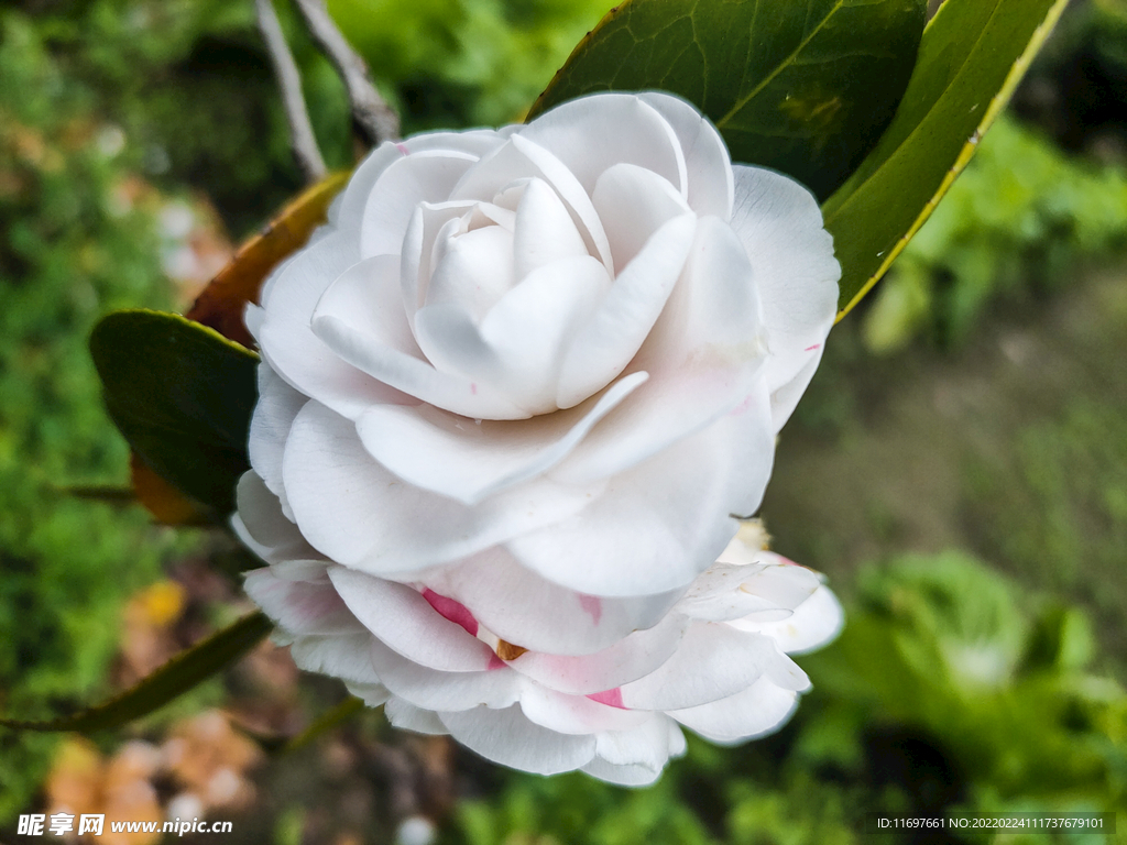 山茶花