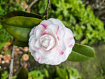山茶花