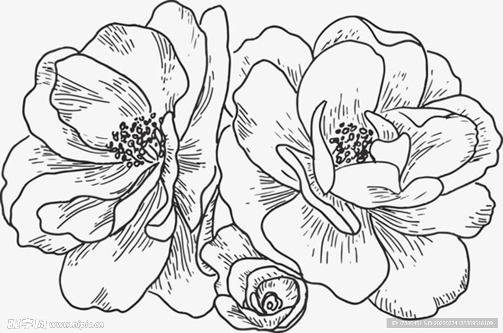 手绘线稿花朵