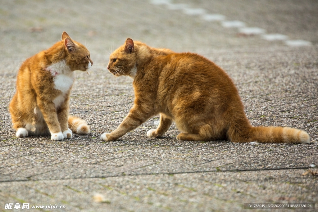 猫