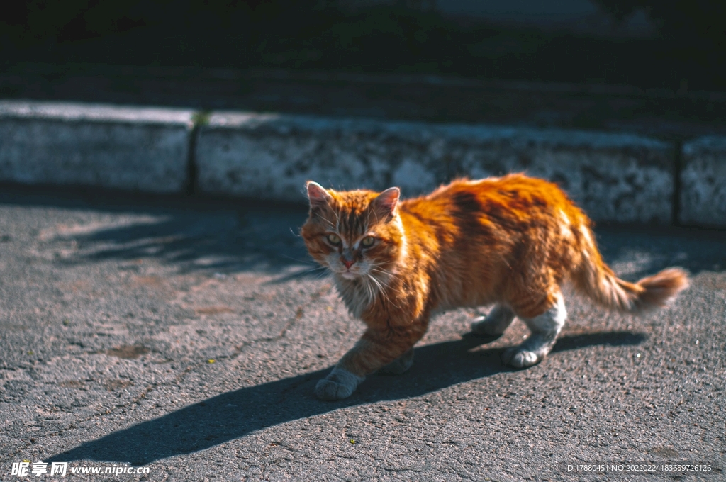 猫