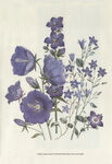 花卉装饰画