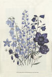 花卉装饰画