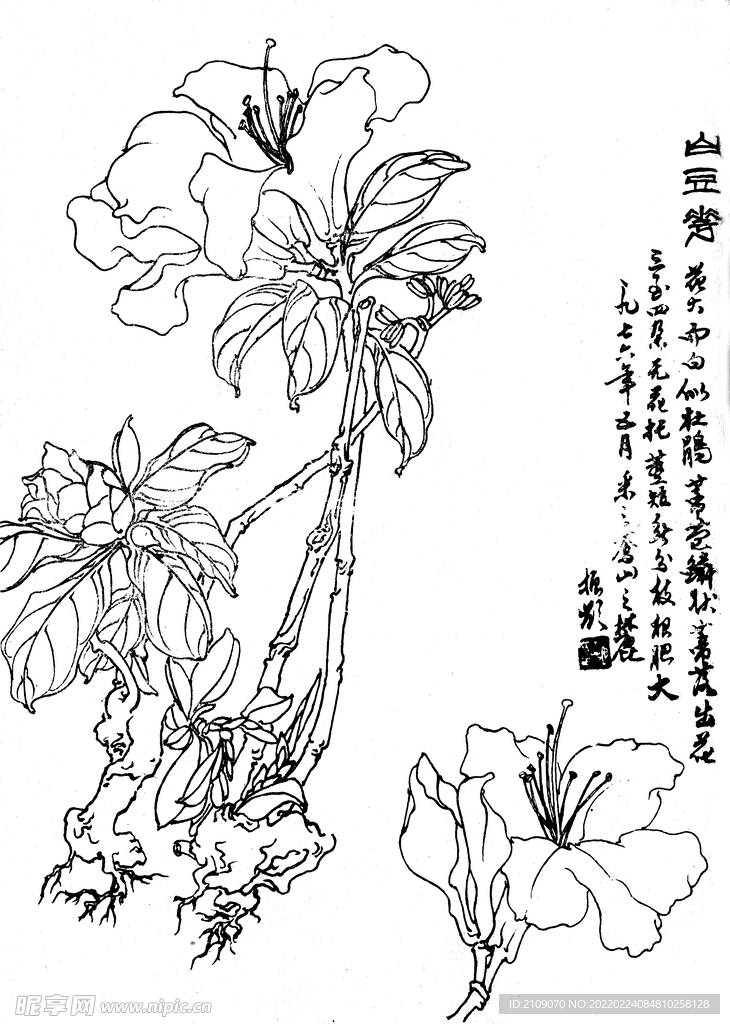 白豆花