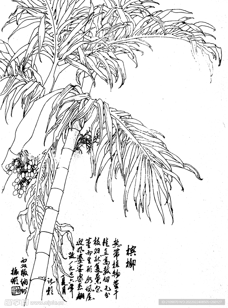 槟郎