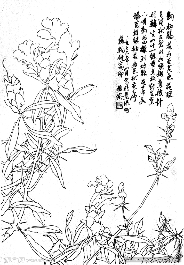刺杜鹃