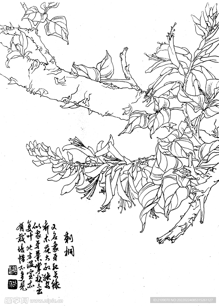 刺桐