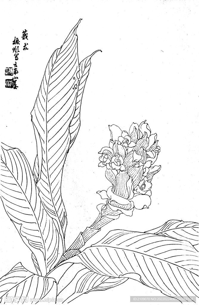 莪术