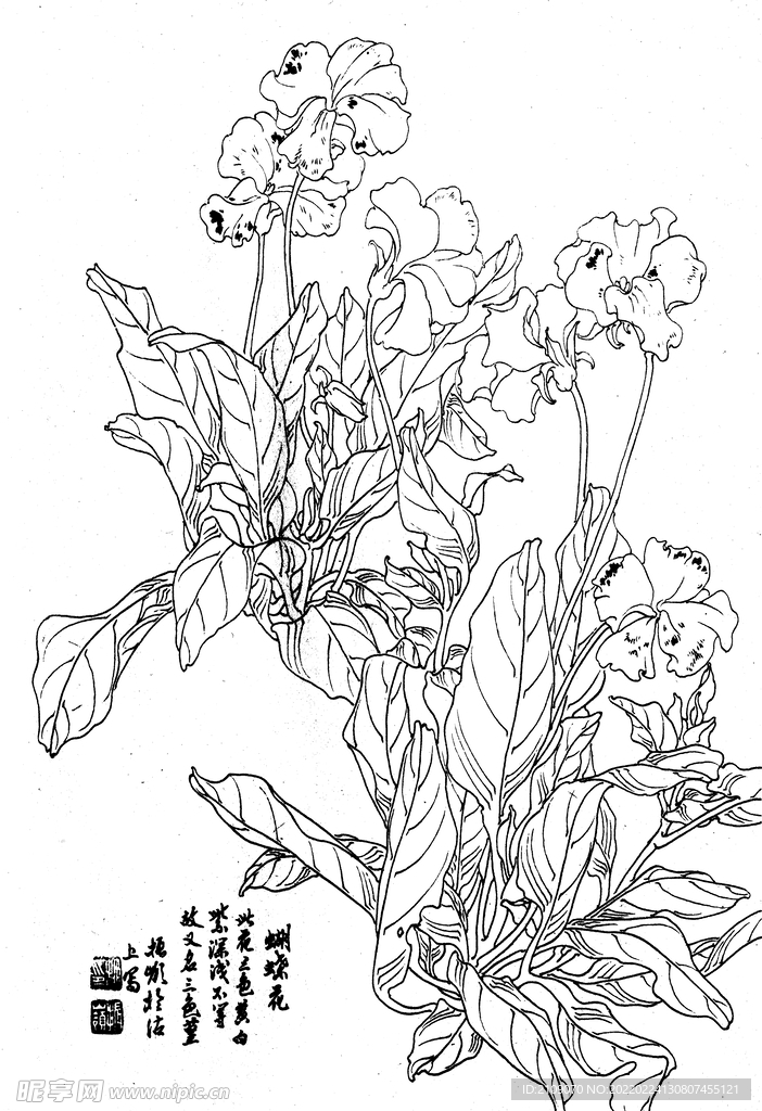 蝴蝶花
