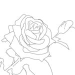 玫瑰花线稿图