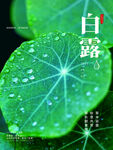 白露   