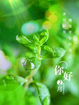 雨水海报           