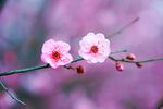 花朵