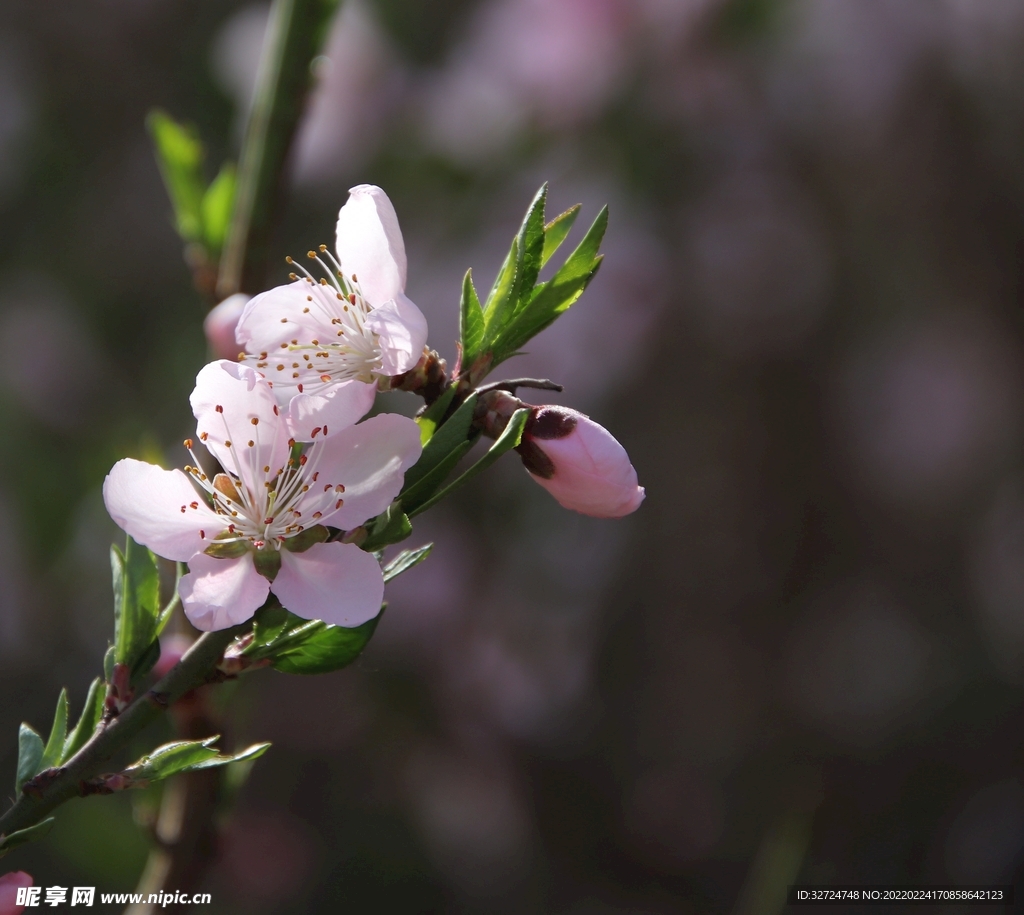 桃花