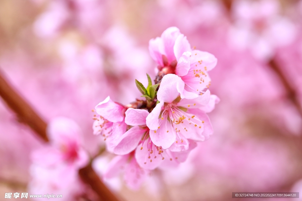 桃花