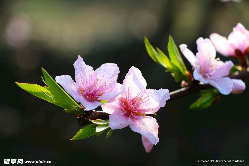 桃花