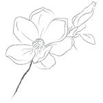 线描花