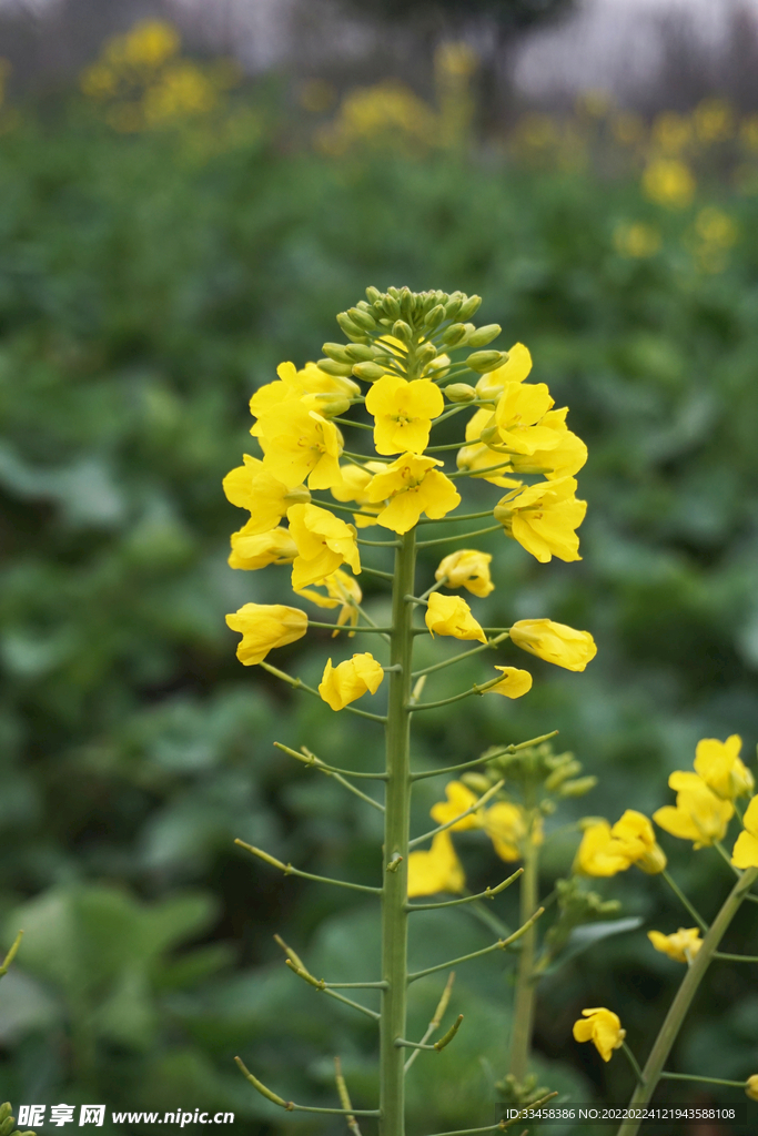 初春公园油菜花特写摄影图