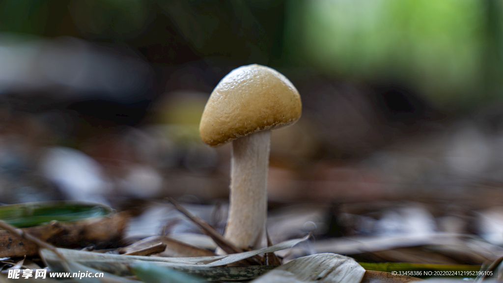 蘑菇发芽生长春天野外