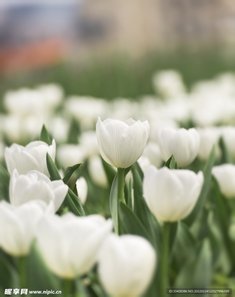 春天公园里白色郁金香花