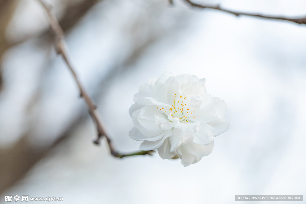 春季盛开的碧桃花