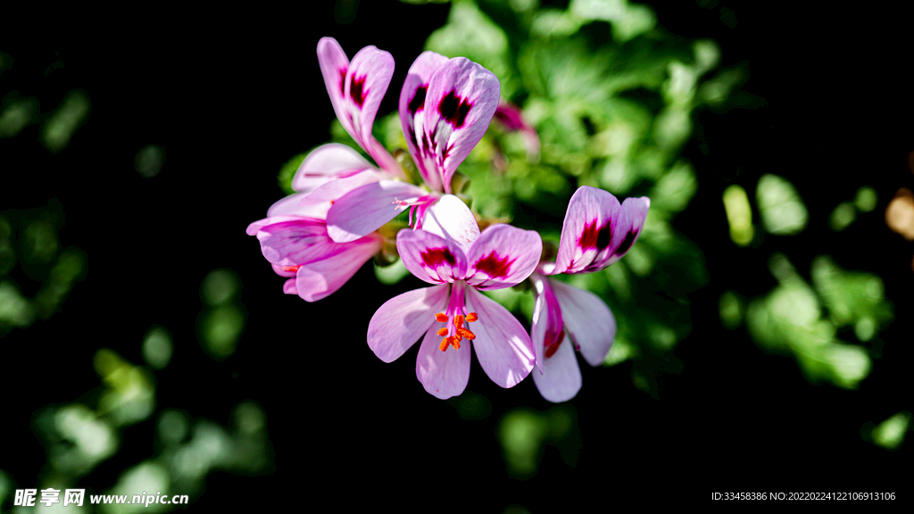 春天粉红鲜花盛开