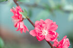 古风桃花