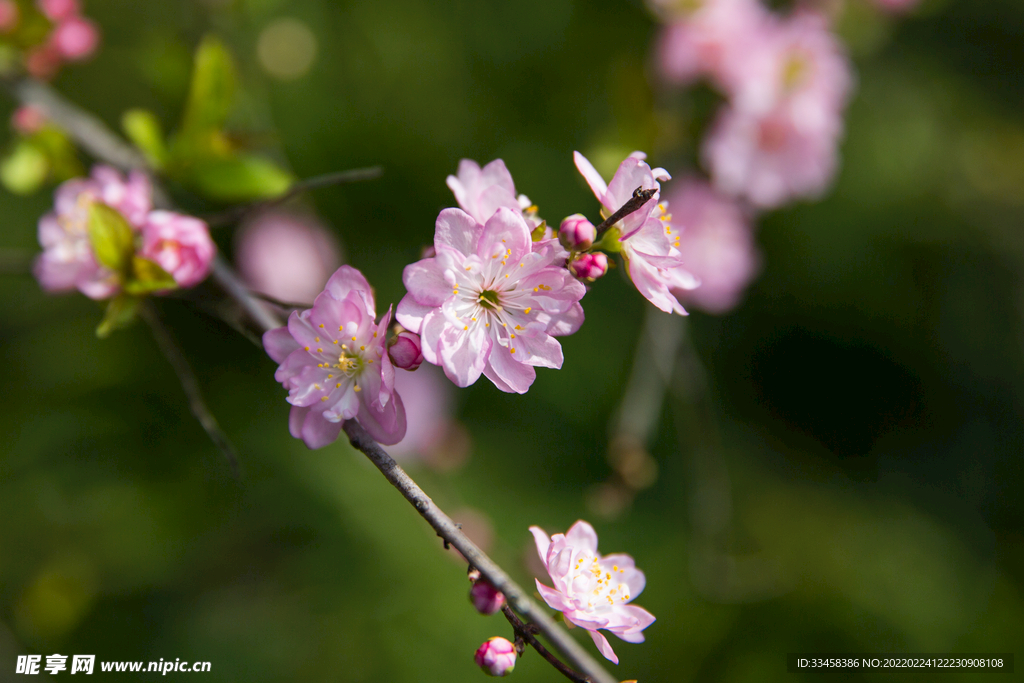 麦李花