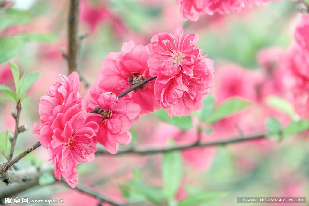 桃花盛开