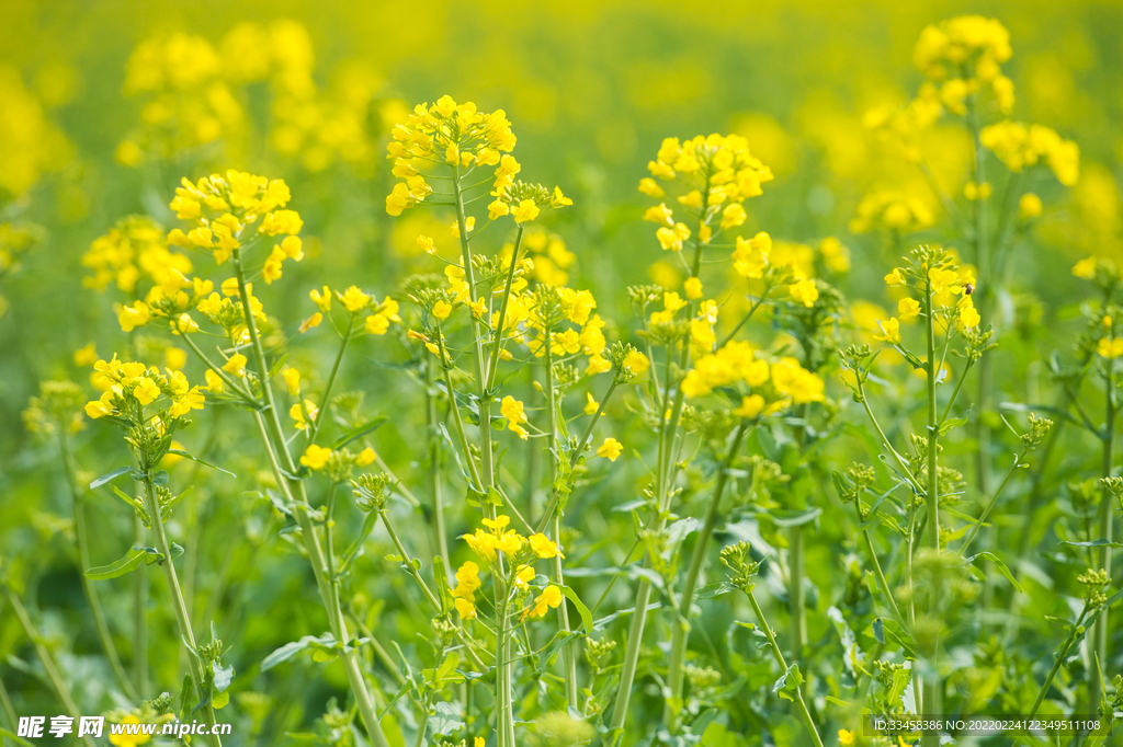 油菜花田