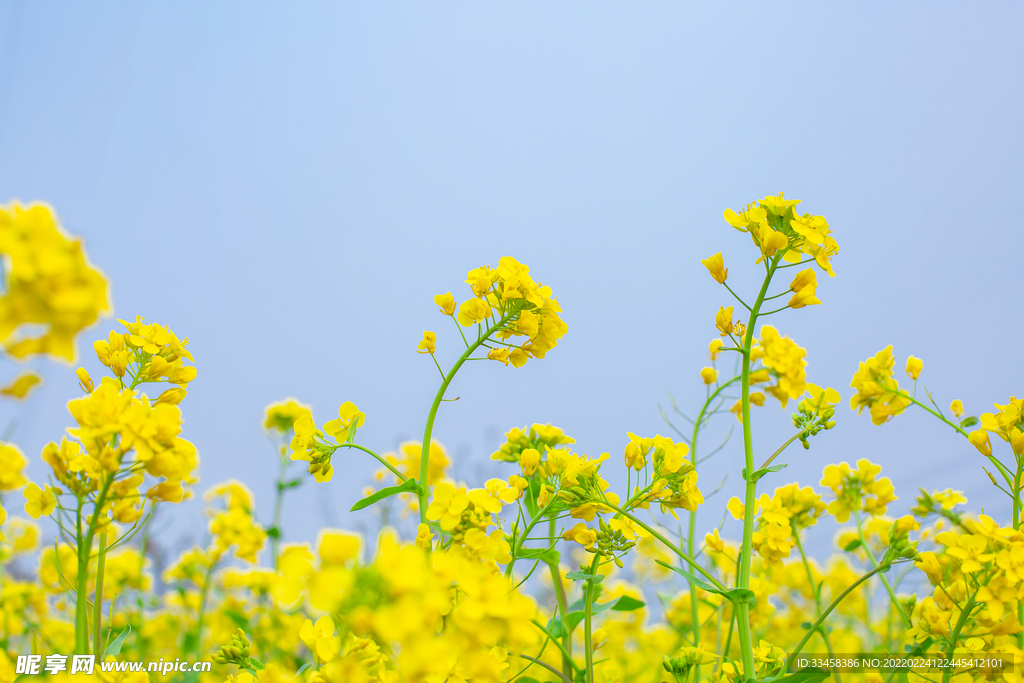 油菜花春天油菜花田