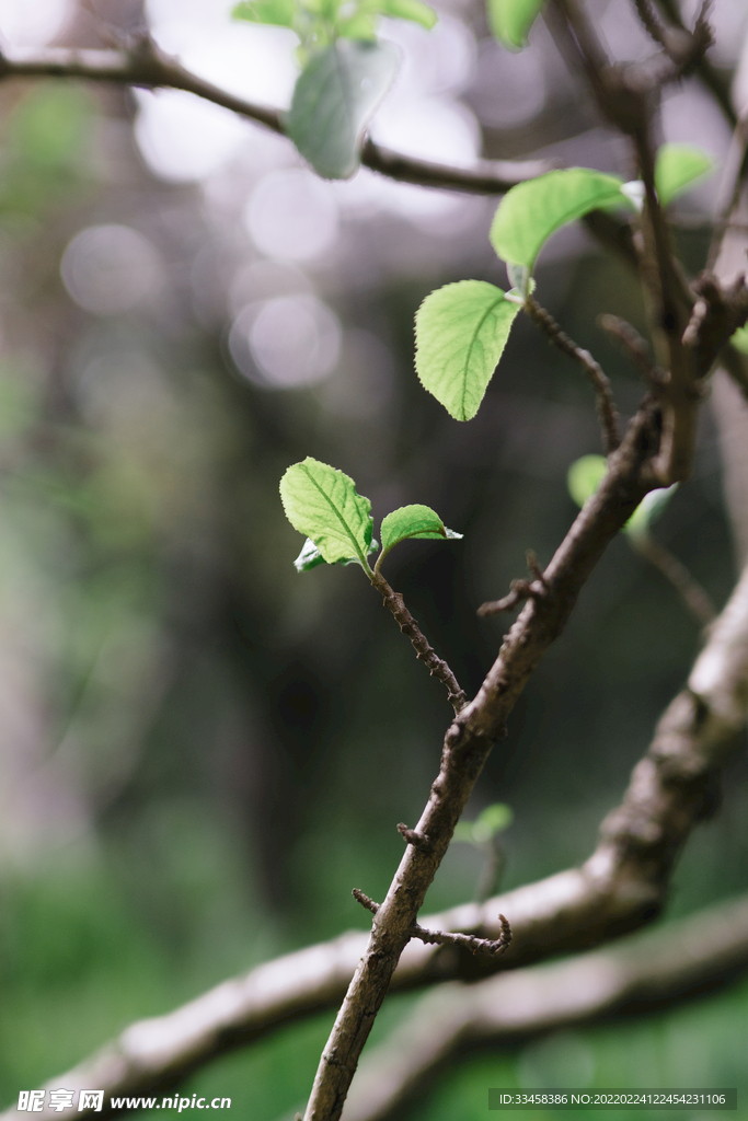 植物春天绿芽绿叶室外公园