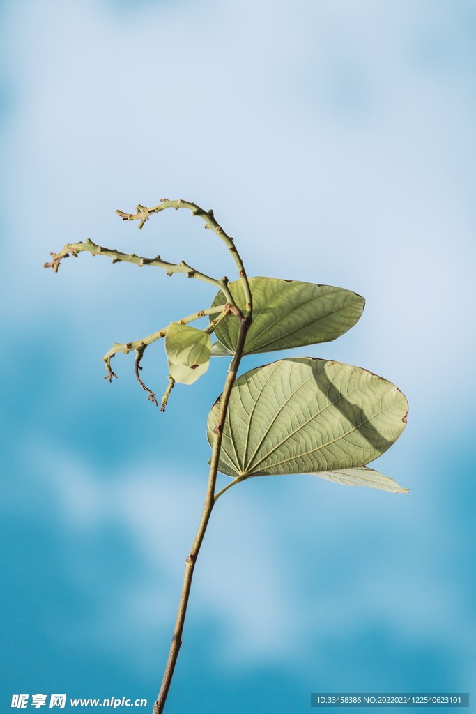 植物绿植春季春天叶子