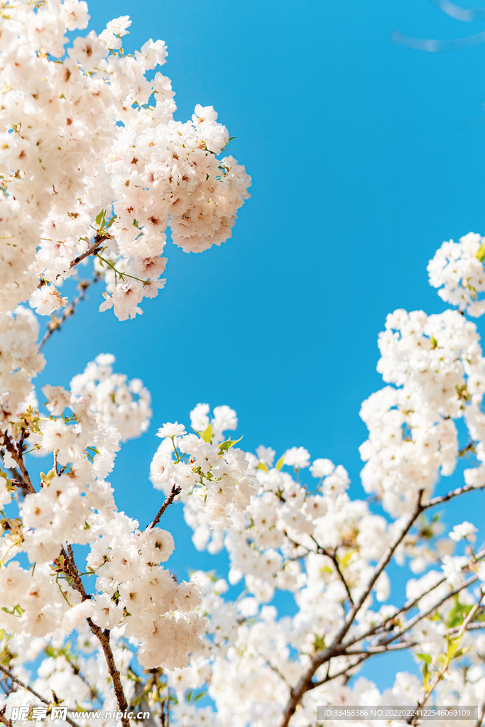 樱花春分花公园春意