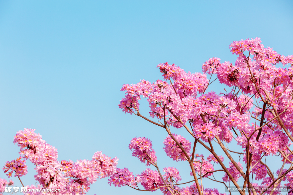 紫风铃花春季花生态园