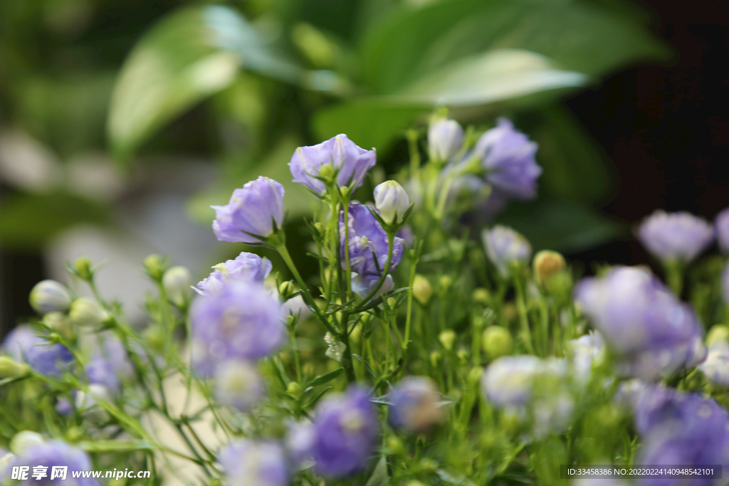 立春花朵花开摄影图
