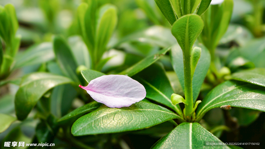 绿叶上飘落的樱花瓣