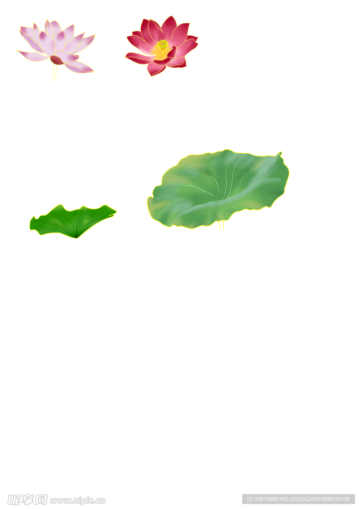荷叶荷花
