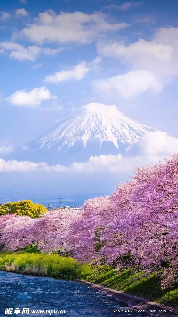 雪山樱花