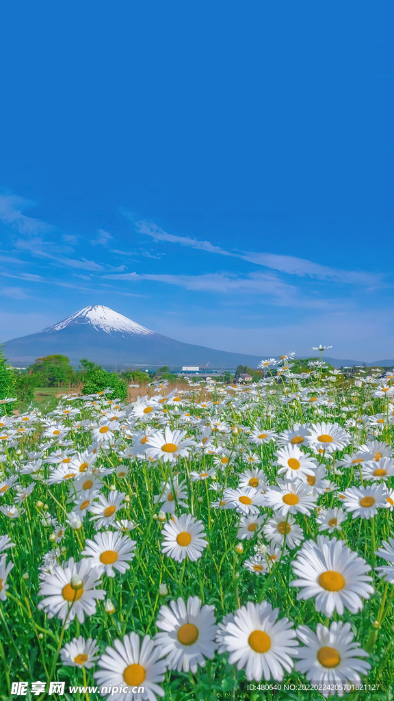 鲜花丛