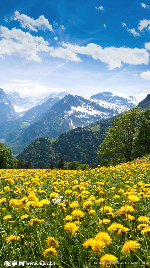 自然风景鲜花满地