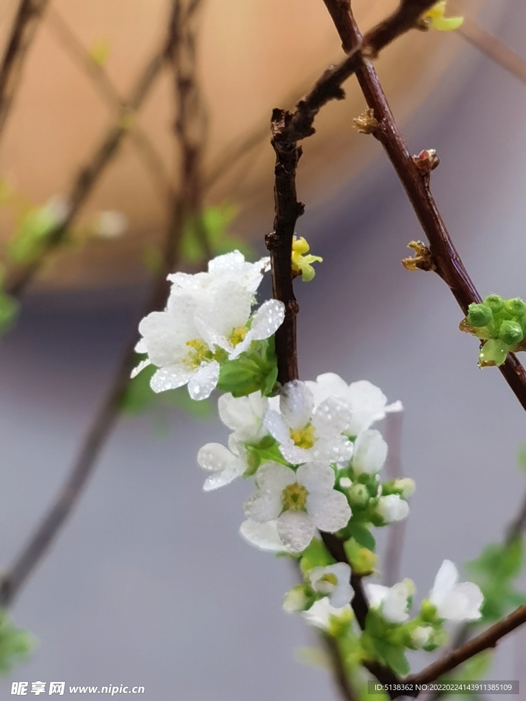 春花