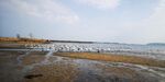 海边天鹅